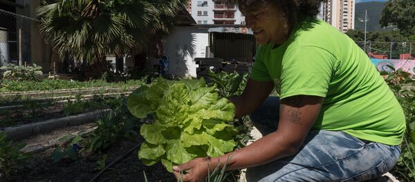 Huerto organoponico Bolívar 1 en Caracas - Sputnik Mundo