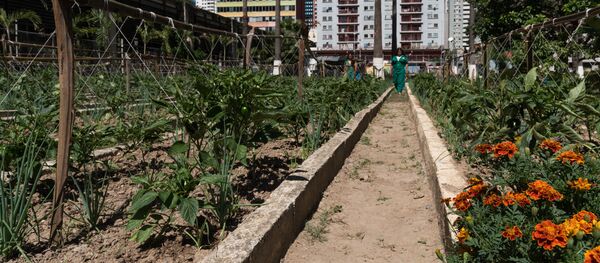 Un huerto (imagen referencial) - Sputnik Mundo