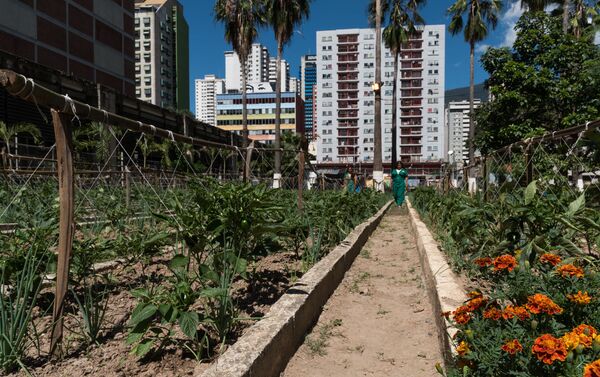 Siembras del huerto organoponico son vendidas a bajo costo a comunidades aledañas e instituciones del Estado Siembras del huerto organoponico son vendidas a bajo costo a comunidades aledañas e instituciones del Estado - Sputnik Mundo
