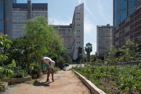El campo en la ciudad, un plan de agricultura urbana en el corazón de Caracas | Fotos El campo en la ciudad, un plan de agricultura urbana en el corazón de Caracas | Fotos - Sputnik Mundo
