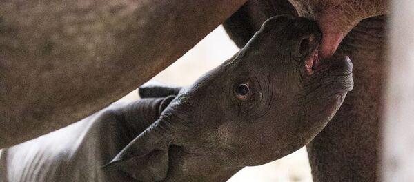 Rinoceronte bebé nacido en Potter Park Zoo - Sputnik Mundo