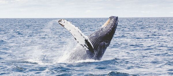 Una ballena jorobada en el mar - Sputnik Mundo