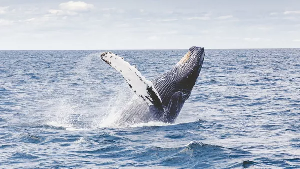 Una ballena jorobada en el mar