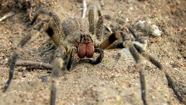 Araña bananera o errante del banano (Phoneutria nigriventer) - Sputnik Mundo