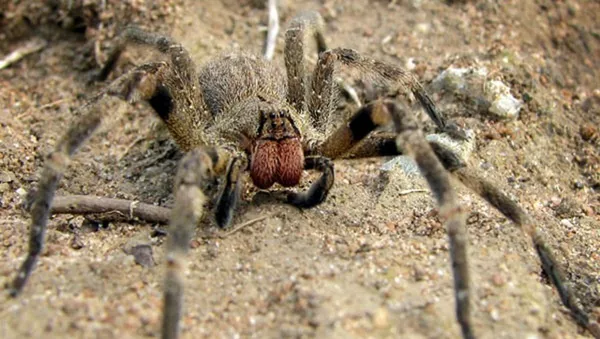 Araña bananera o errante del banano (Phoneutria nigriventer) - Sputnik Mundo