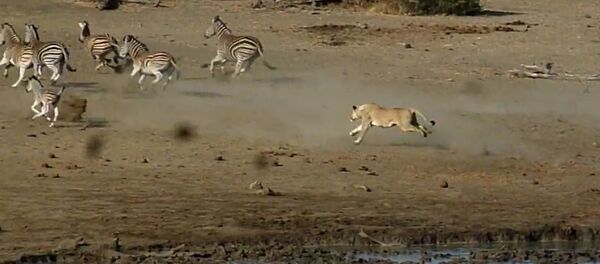 Una leona ataca a una manada de cebras - Sputnik Mundo