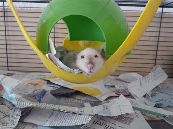 2020, el año de la rata blanca de metal en el Zodíaco chino - Sputnik Mundo