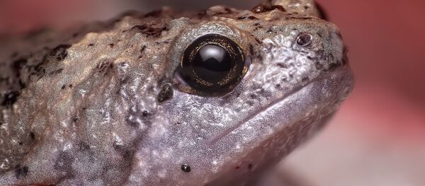 Una rana - Sputnik Mundo