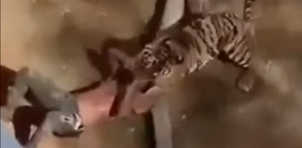 Un tigre ataca a un hombre en el zoológico de Riad - Sputnik Mundo