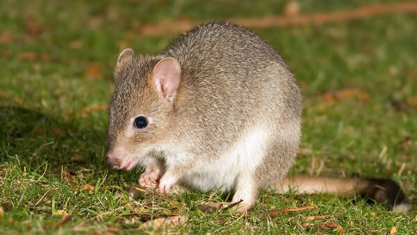 Bettongia anhydra - Sputnik Mundo