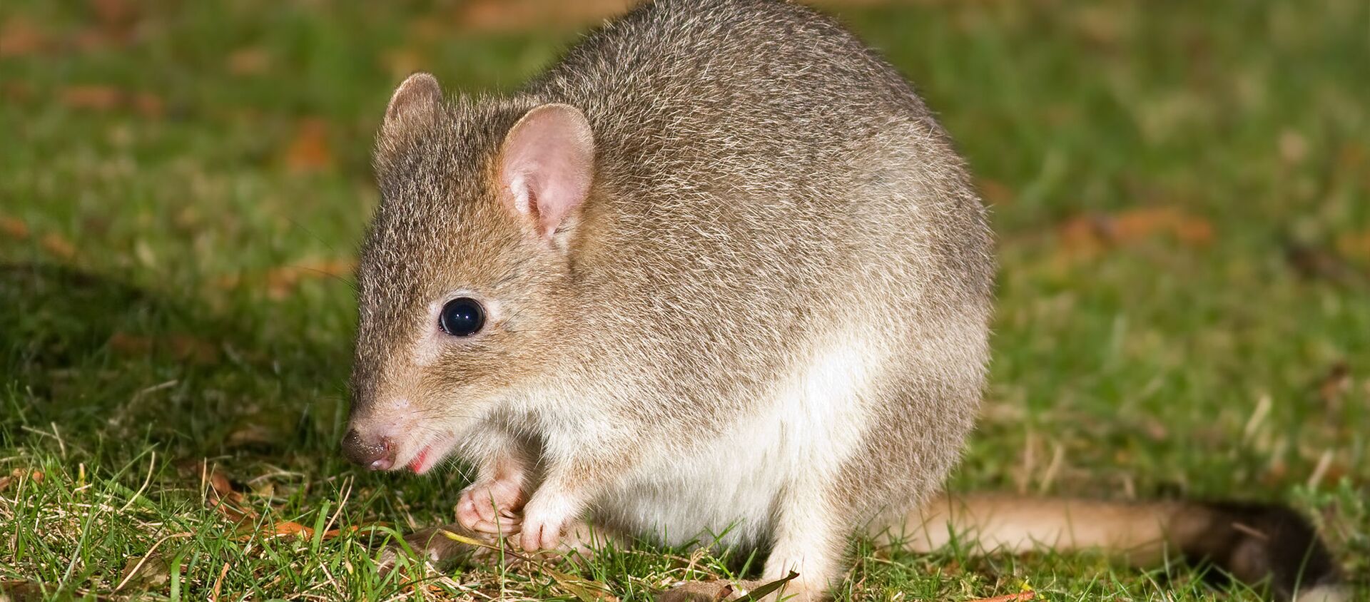 Bettongia anhydra - Sputnik Mundo, 1920, 31.12.2019