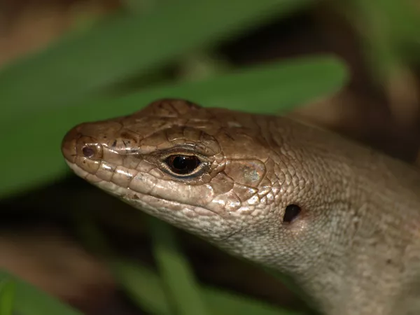 Estas son las raras especies declaradas extintas en la última década | Fotos Estas son las raras especies declaradas extintas en la última década | Fotos - Sputnik Mundo