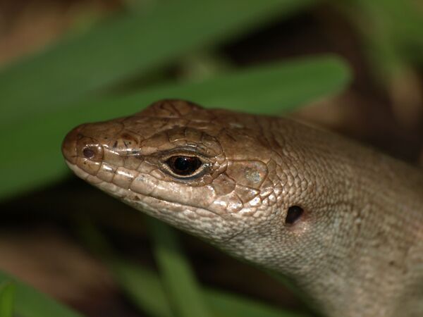 Estas son las raras especies declaradas extintas en la última década | Fotos - Sputnik Mundo