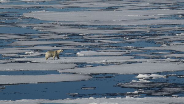 Un oso polar (archivo) - Sputnik Mundo