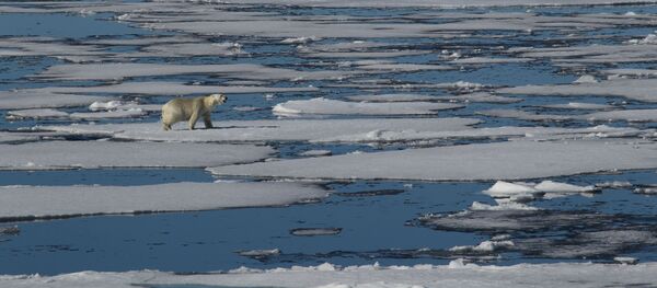 Un oso polar (archivo) - Sputnik Mundo