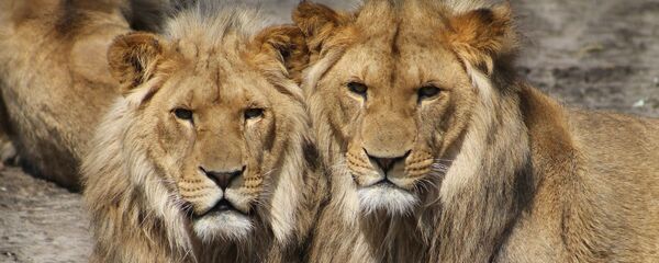Dos leones - Sputnik Mundo