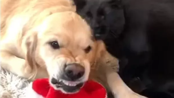 La rutina de limpieza del gato que molesta al perro
