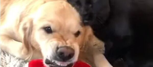 La rutina de limpieza del gato que molesta al perro - Sputnik Mundo