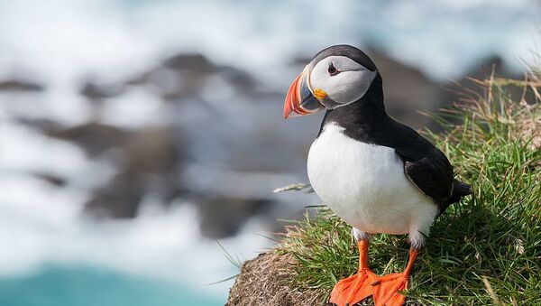 Un frailecillo atlántico (Fratercula arctica) - Sputnik Mundo