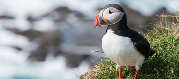 Un frailecillo atlántico (Fratercula arctica) - Sputnik Mundo