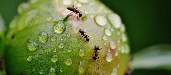 Hormigas con agua - Sputnik Mundo