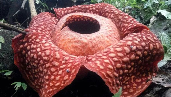 Rafflesia tuan-mudae, la flor más rande del mundo - Sputnik Mundo