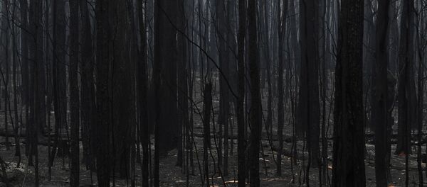 Un bosque quemado en Australia - Sputnik Mundo