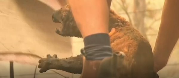 Infierno en Australia: el humo obstaculiza las operaciones de rescate Infierno en Australia: el humo obstaculiza las operaciones de rescate - Sputnik Mundo