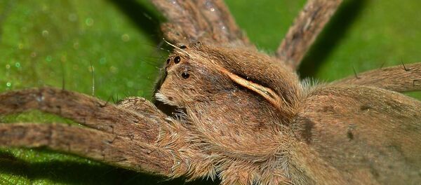Un eujemplar de araña de la familia de los pisáuridos. Imagen referencial - Sputnik Mundo