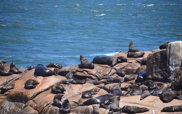 Reserva de lobos marinos en Cabo Polonio - Sputnik Mundo