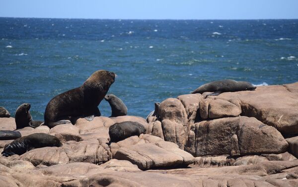 Lobos marinos en Cabo Polonio - Sputnik Mundo