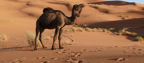 Un camello (imagen referencial) Un camello (imagen referencial) - Sputnik Mundo