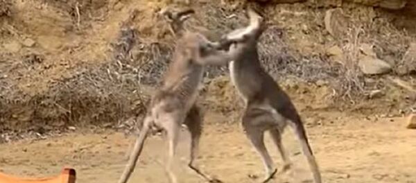 Dos canguros se agarran a golpes - Sputnik Mundo