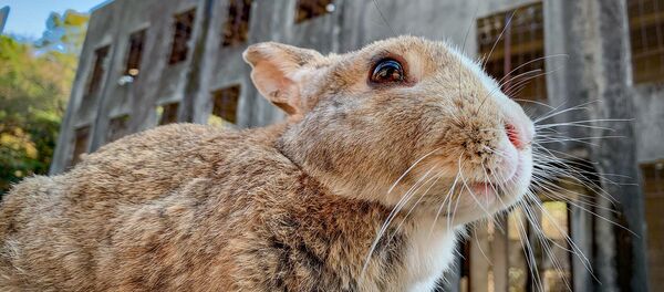 Conejo frente a las ruinas de la fábrica de gases tóxicos de Okunoshima - Sputnik Mundo