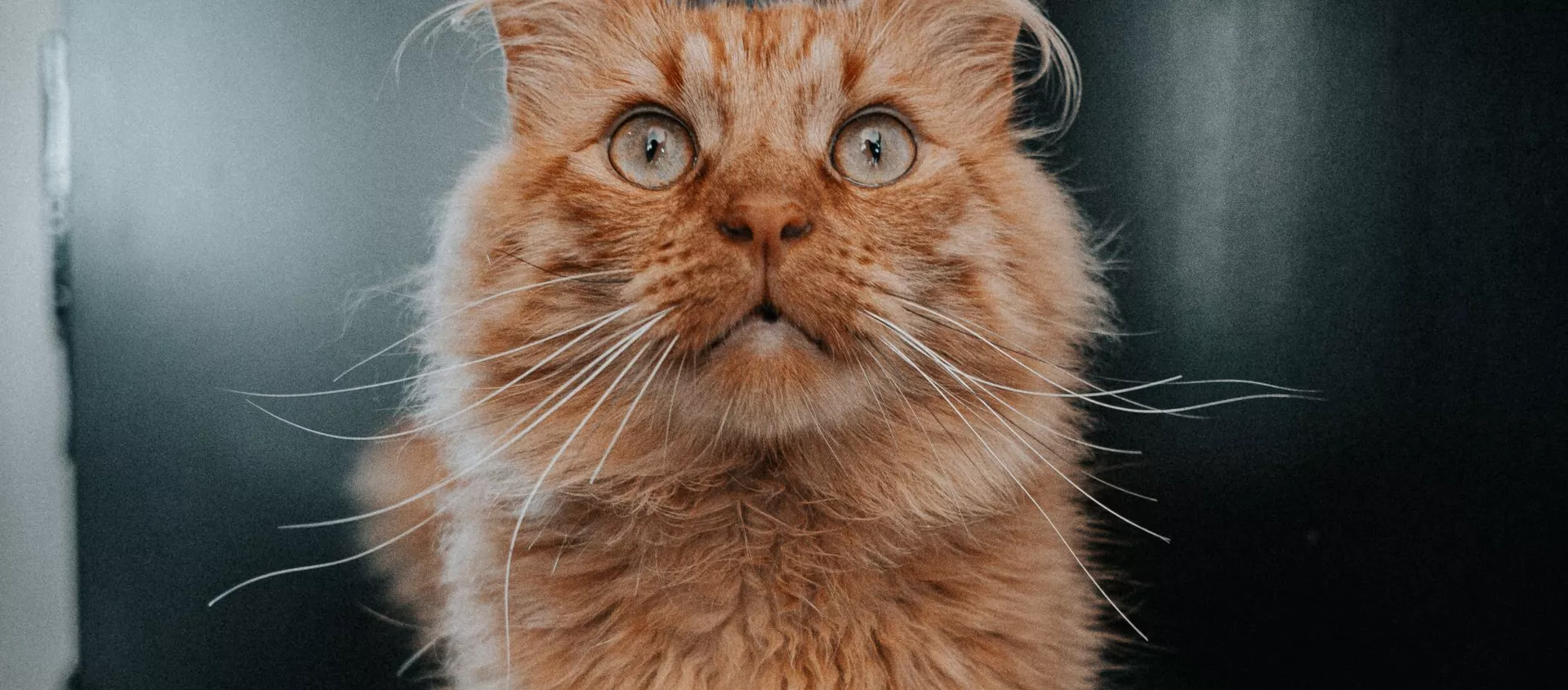 Un gato Un gato - Sputnik Mundo, 1920, 20.03.2020