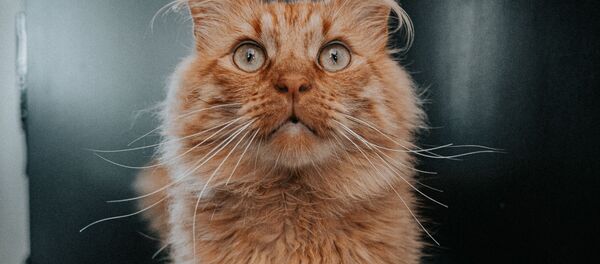 Un gato - Sputnik Mundo