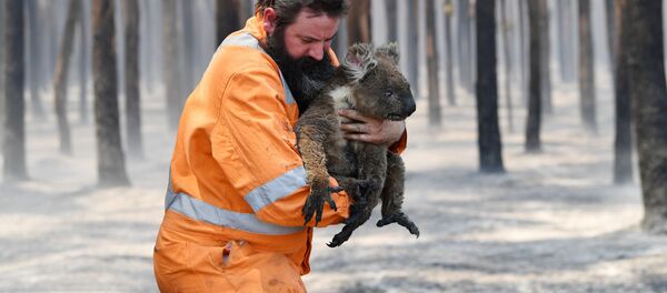 Australia en llamas: imágenes postapocalípticas y millones de animales muertos 
 - Sputnik Mundo