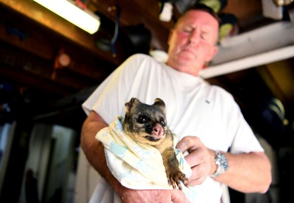 Australia en llamas: imágenes postapocalípticas y millones de animales muertos 
 - Sputnik Mundo