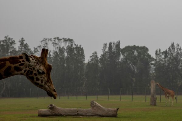 Australia en llamas: imágenes postapocalípticas y millones de animales muertos 
 - Sputnik Mundo