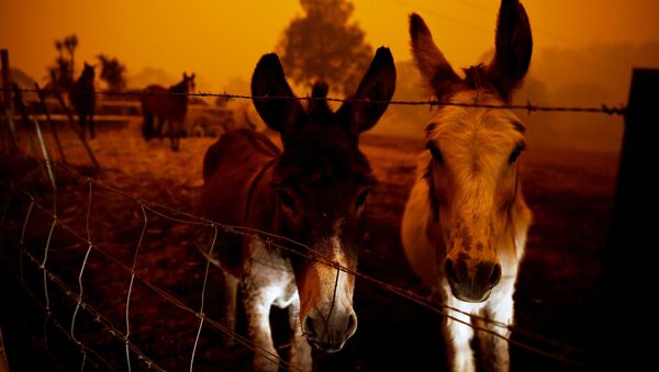 Incendios en Australia - Sputnik Mundo