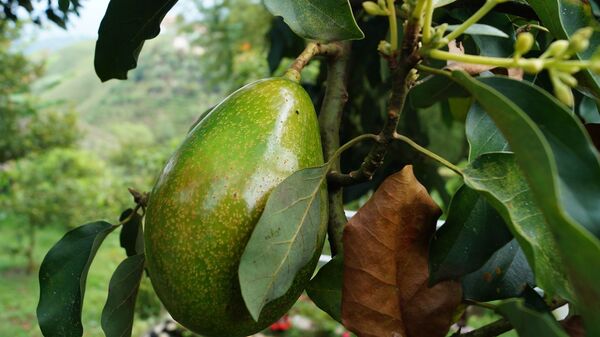 Aguacate, también conocido como palto - Imagen referencial - Sputnik Mundo