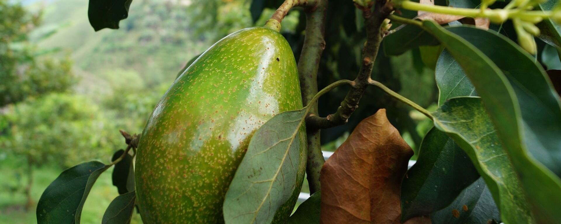 Aguacate, también conocido como palto - Imagen referencial - Sputnik Mundo, 1920, 01.02.2022