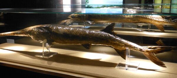 El Psephurus gladius  - Sputnik Mundo