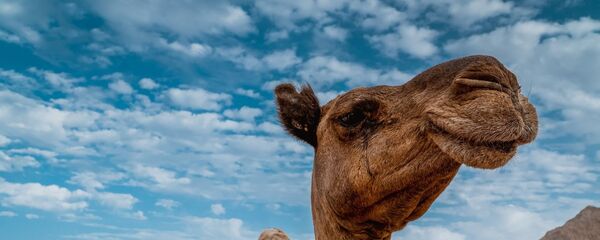 Camello sonriente  - Sputnik Mundo