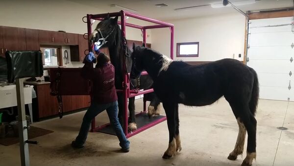 Tratamiento dental de un caballo - Sputnik Mundo