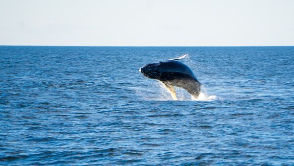 Un ejemplar de ballena azul saliendo a la superficie - Sputnik Mundo