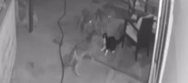 El rey de los gatos: un felino ahuyenta a una manada de coyotes El rey de los gatos: un felino ahuyenta a una manada de coyotes - Sputnik Mundo