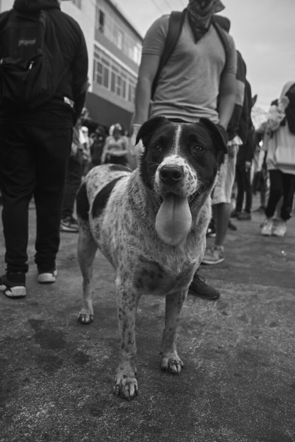 Los herederos del heroico perro Negro Matapacos en las protestas de Chile Los herederos del heroico perro Negro Matapacos en las protestas de Chile - Sputnik Mundo