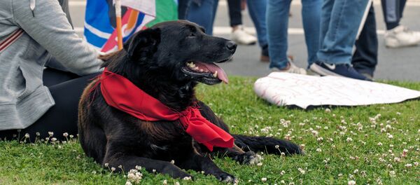 Perro presente en las manifestaciones de protesta en Chile Perro presente en las manifestaciones de protesta en Chile - Sputnik Mundo