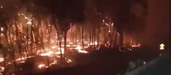 Este es el infernal paisaje que dejan los incendios en Australia - Sputnik Mundo